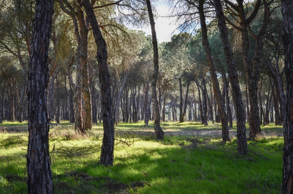 Donanas National Park