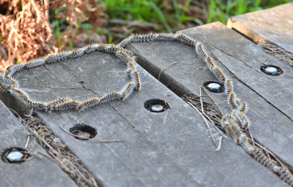Processional caterpillars