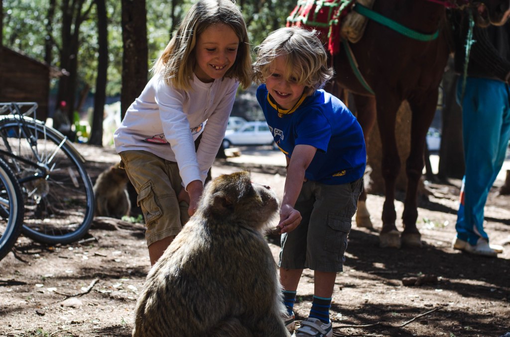We loved feeding the monkeys at Azrou but have since found out that it's not a good idea to do it as the monkeys become dependant on food given to them and forget how to support themselves.